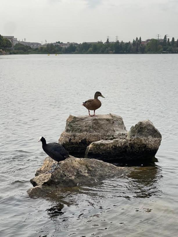 Vue Exceptionnelle Sur Le Lac Créteil Екстериор снимка